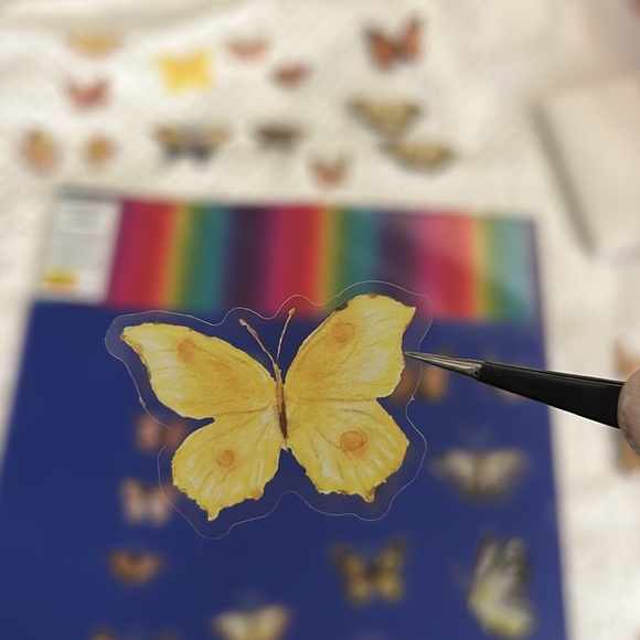 Butterfly - Picture 2 of 2